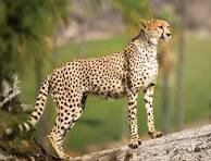 Zoos and Aquariums image